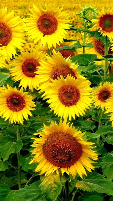 Sunflower iPhone Wallpapers - Top Free Sunflower iPhone Backgrounds ...