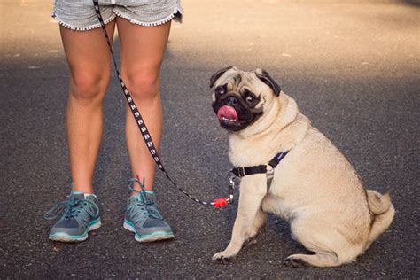 Basic Training Equipment for your Pug | PeeWee The Pug