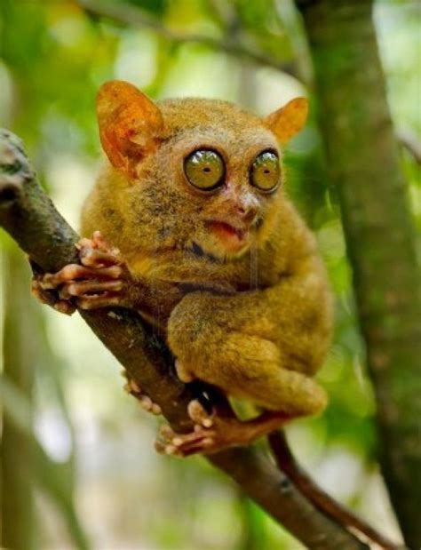 Pygmy tarsier - Alchetron, The Free Social Encyclopedia