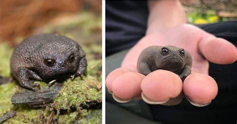 These African Rain Frogs Look Like Sad Avocados and Have An Adorable ...