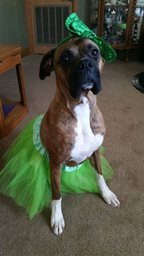 12 Costumes That Prove Boxer Dogs Always Win At Halloween