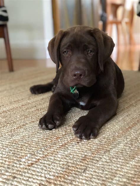 Chocolate Labrador 14 weeks - beautiful dog. Labrador Puppy Training ...