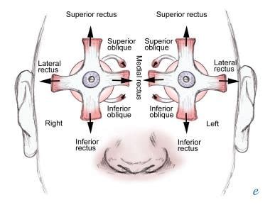 Extraocular Muscle Actions: Eye Movements, Rectus Muscles, Oblique Muscles