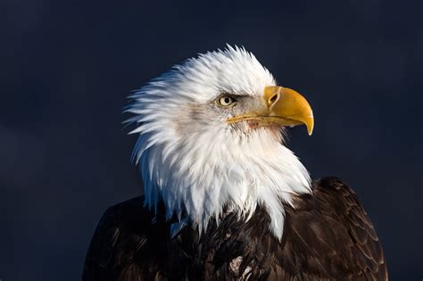 Eagle Images Photography