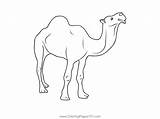 Saudi Arabia Desert Camel Coloring Page For Kids  Free sketch template