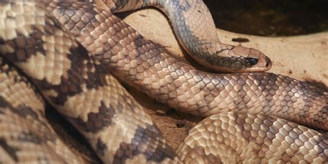 False water cobra | Smithsonian's National Zoo and Conservation Biology Institute