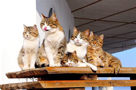 What is a Group of Cats Called? The Origin of Clowder - Veterinarians.org