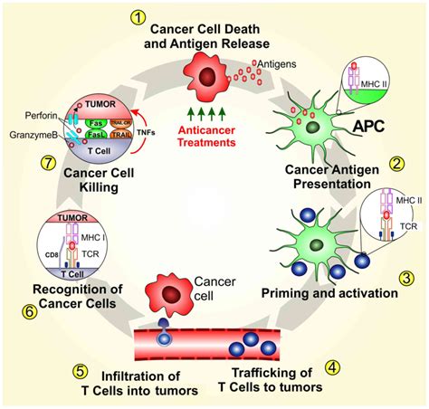 Cutaneous melanoma and the immunotherapy revolution (Review)