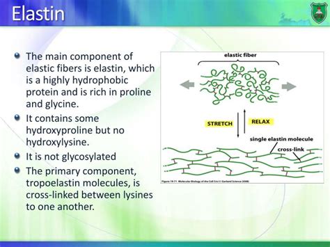 PPT - Structure-function relationship: Fibrous proteins PowerPoint ...