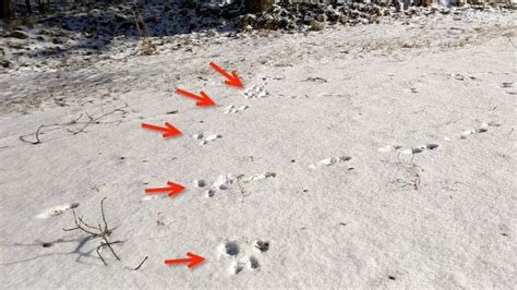 Identifying Squirrel Tracks In Snow: VS Rabbit & Mouse Tracks