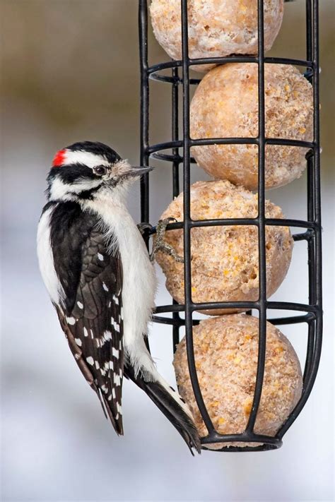 12 Top Winter Bird Feeding Tips - Birds and Blooms