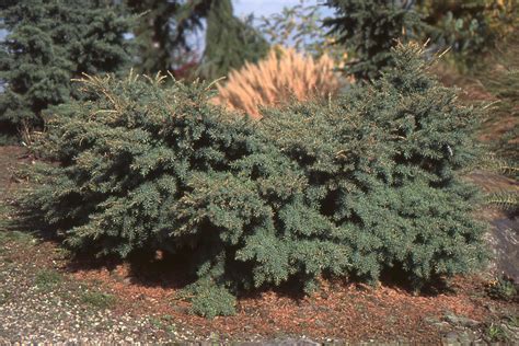 Tsuga mertensiana 'Elizabeth' | Landscape Plants | Oregon State University