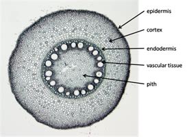 Cross-section of a monocot root | Plant structure, Plants, Botany