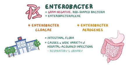 Enterobacter Cloacae Gram Stain