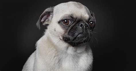 How Photographers Have Elevated Pet Photography Into an Art Form