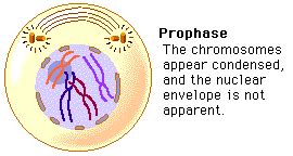 Mitosis: Prophase