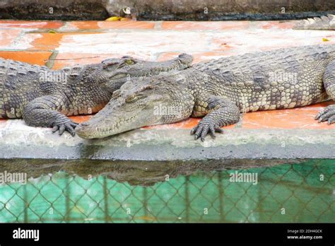 Juvenile crocodiles at rest and sleepibng Long Xuyen Crocodile Farm, Mekong Delta, Vietnam Stock ...