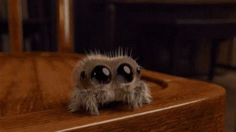 Lucas The Spider GIF - LucasTheSpider - Discover & Share GIFs