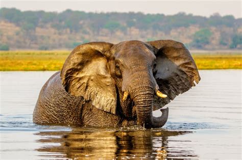 Best Elephant Safaris in Africa: Top Countries & Parks for Ellie-Spotting