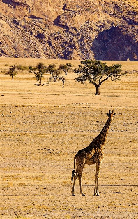 Giraffe in the Namib Desert, Namibia | Wildlife photos, Desert animals, Animal photo