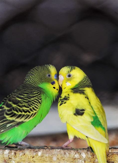 Parakeet-sounds-meaning - Parrot Essentials