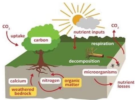 What is decomposition? Explain decomposition cycle in a terrestrial ecosystem. Draw its ...