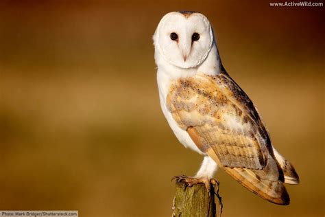 Barn Owl Facts, Pictures & Information; Meet A Silent Nocturnal Hunter