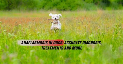 Anaplasmosis In Dogs - I Love Veterinary