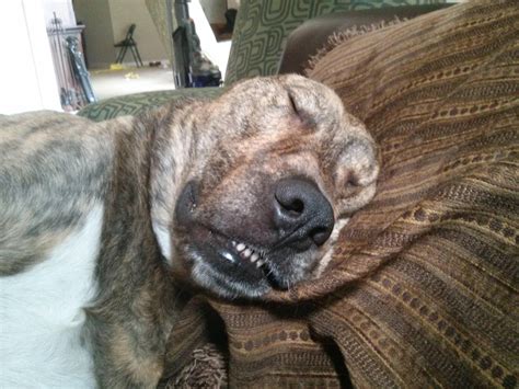 15 Adorably Tired Dogs That Just Want To Sleep