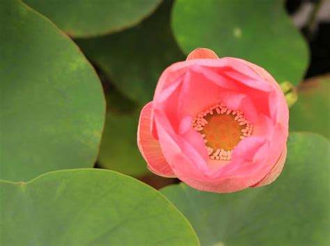 Lotus Flower Top View Stock Photos, Images and Backgrounds for Free ...