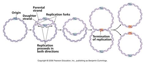 DNA replication