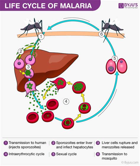 Plasmodium Malariae Diagram