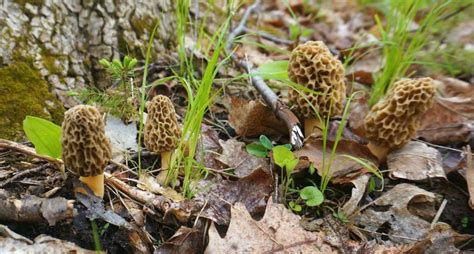 You'll be a more successful morel mushroom hunter if you understand ...