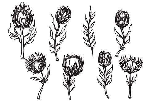 Protea Flower Vector Art, Icons, and Graphics for Free Download