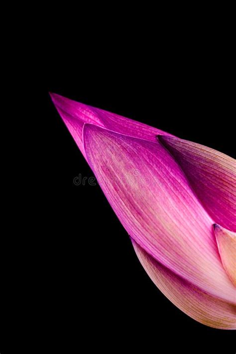 Lotus Flower on Black Background Stock Photo - Image of pond, peaceful ...