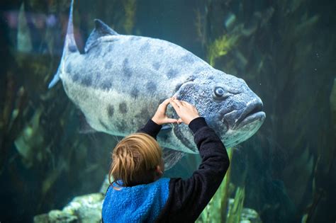 Scientists reintroduce giant sea bass in California - Los Angeles Times