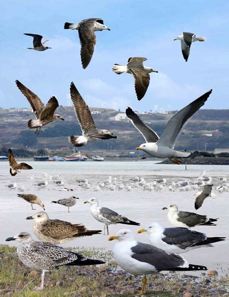 Lesser Black-backed Gull – Crossley Bird ID Guides