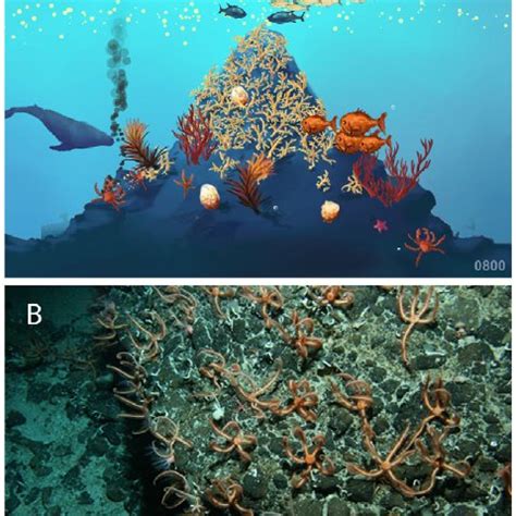 Examples of seamount images produced by CenSeam for use by educators... | Download Scientific ...