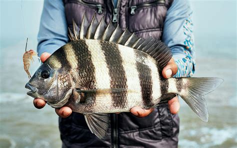 Baked Whole Sheepshead Fish Recipe | Dandk Organizer