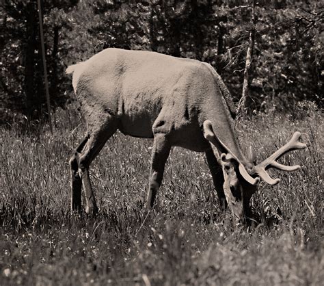 Wyoming Wildlife and Landscape Photography on Behance