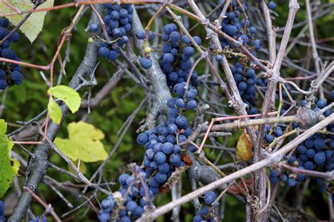 Gardening 101: Wild Grape Vine - Gardenista