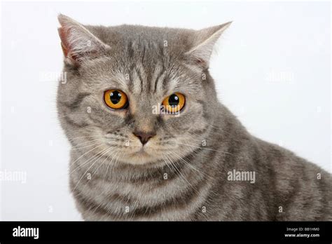 British Shorthair Cat blue silver tabby Stock Photo: 24007424 - Alamy