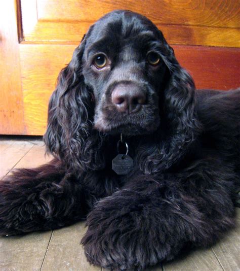 Visit our website for even more details on "cocker spaniel dog". It is an outstanding area to ...