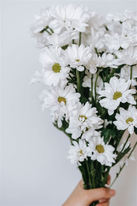 Chrysanthemum on pile of books on table · Free Stock Photo