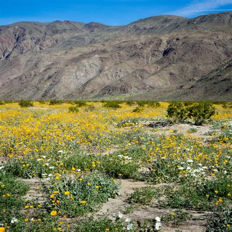 ANZA-BORREGO DESERT STATE PARK (2024) All You Need to Know BEFORE You ...