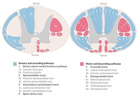 Spinal Cord Anatomy Tracts