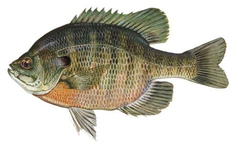 Bluegill Fishing Guide | How to Catch a Bluegill