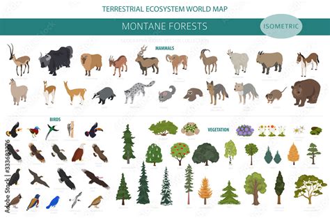 Montane forest biome, natural region infographic. Isometric version ...