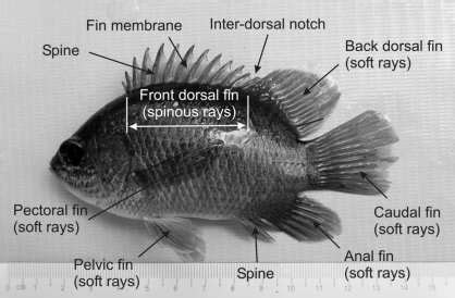 An example of fin positions and ray structures of a fish with a... | Download Scientific Diagram