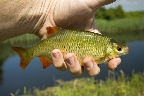 Free Images : water, nature, countryside, wildlife, perch, fish, leisure, fauna, outdoors, uk ...